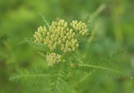 Attēlu rezultāti vaicājumam “Achillea millefolium bud”