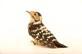 Attēlu rezultāti vaicājumam “Dendrocopos minor female”