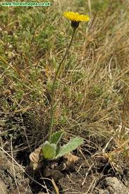 Attēlu rezultāti vaicājumam “Hypochaeris maculata”