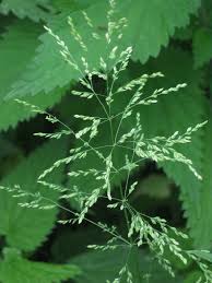 Attēlu rezultāti vaicājumam “Poa trivialis flower”