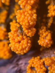 Attēlu rezultāti vaicājumam “Badhamia lilacina var. megaspora spores”