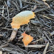 Attēlu rezultāti vaicājumam “Fuligo septica var. flava young”