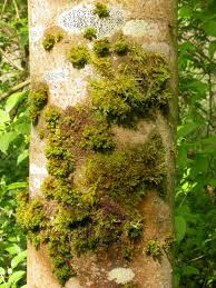 Attēlu rezultāti vaicājumam “Fossombronia wondraczekii spores”