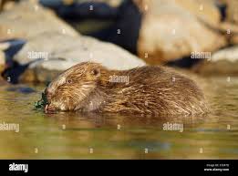 Attēlu rezultāti vaicājumam “Castor fiber”