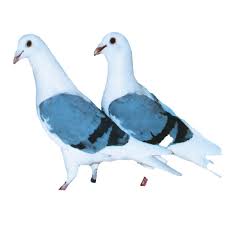 Image result for Abbeyton & Broomfield Racing Pigeons