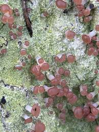 Attēlu rezultāti vaicājumam “Baeomyces rufus”