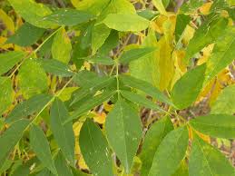Attēlu rezultāti vaicājumam “Fraxinus pennsylvanica leaf”