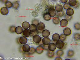 Attēlu rezultāti vaicājumam “Physarum, Nannengaella sp.”