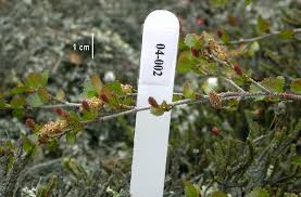 Attēlu rezultāti vaicājumam “Betula nana female flower”