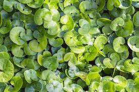 Attēlu rezultāti vaicājumam “Asarum europaeum leaf”