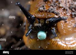 Attēlu rezultāti vaicājumam “Arion lusitanicus adult”