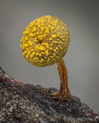 Attēlu rezultāti vaicājumam “Symphytocarpus trechisporus sessile”