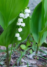 Attēlu rezultāti vaicājumam “Convallaria majalis flower”