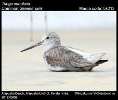 Attēlu rezultāti vaicājumam “Tringa nebularia adult”