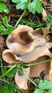 Attēlu rezultāti vaicājumam “Peziza varia”