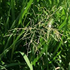 Attēlu rezultāti vaicājumam “Glyceria maxima”