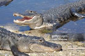 Image result for Alligator mississippiensis