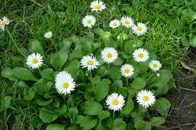 Image result for Bellis perennis