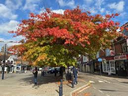 Image result for U3A Crawley SG*