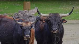 Attēlu rezultāti vaicājumam “Bos primigenius taurus”