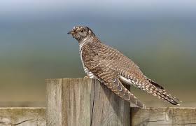 Attēlu rezultāti vaicājumam “Cuculus canorus juvenile”