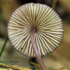 Attēlu rezultāti vaicājumam “Mycena purpureofusca”