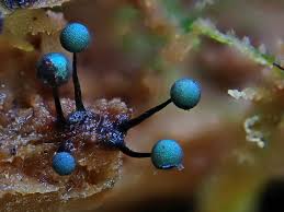 Attēlu rezultāti vaicājumam “Lamproderma arcyrioides macro”