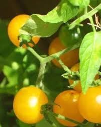 Afbeeldingsresultaat voor broad ripple yellow currant tomato