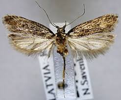 Attēlu rezultāti vaicājumam “Gelechia jakovlevi”