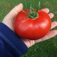 Afbeeldingsresultaat voor crnkovic yugoslavian tomato