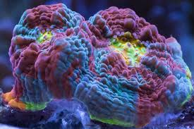 Image result for Anemonenarten