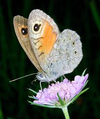 Attēlu rezultāti vaicājumam “Lasiommata maera underside”