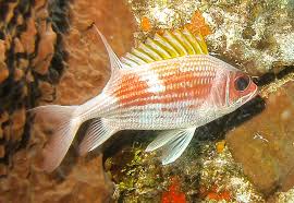 Image result for Holocentrus adscensionis