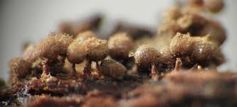 Attēlu rezultāti vaicājumam “Colloderma sp.”