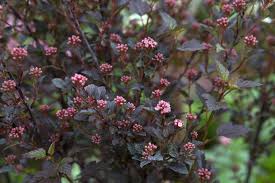 Attēlu rezultāti vaicājumam “Physocarpus opulifolius”