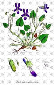 Attēlu rezultāti vaicājumam “Viola reichenbachiana leaf”