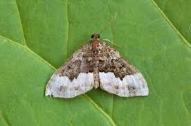 Attēlu rezultāti vaicājumam “Euphyia unangulata”