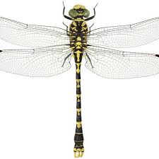 Attēlu rezultāti vaicājumam “Onychogomphus forcipatus”