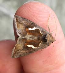 Attēlu rezultāti vaicājumam “Pandemis cinnamomeana female”