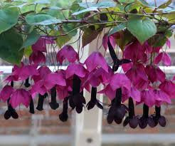 Image result for Rhodochiton atrosanguineum