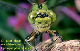 Attēlu rezultāti vaicājumam “Ophiogomphus cecilia”