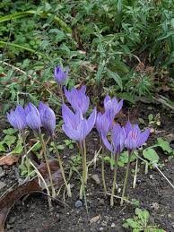 Attēlu rezultāti vaicājumam “Crocus speciosus”