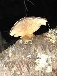 Attēlu rezultāti vaicājumam “Panellus serotinus”