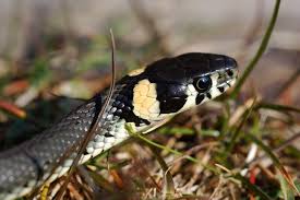 Attēlu rezultāti vaicājumam “Natrix natrix”