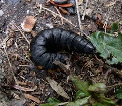 Attēlu rezultāti vaicājumam “Cucullia fraudatrix”