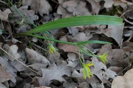 Attēlu rezultāti vaicājumam “Gagea lutea bud”