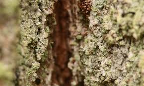 Attēlu rezultāti vaicājumam “Chaenotheca chlorella”