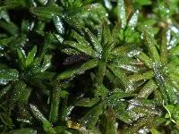 Attēlu rezultāti vaicājumam “Pogonatum nanum”