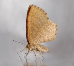 Attēlu rezultāti vaicājumam “Hydrelia flammeolaria”