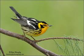 Image result for Dendroica fusca